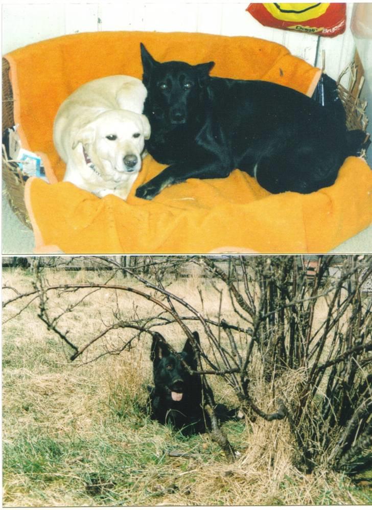 Rottweiler Gisken von Haus Nomis - Min Schæferven, Luna på 9 år.  billede 14