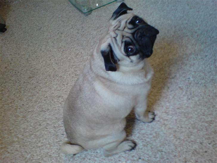 Mops Loui - hvad? hvem mig? billede 2