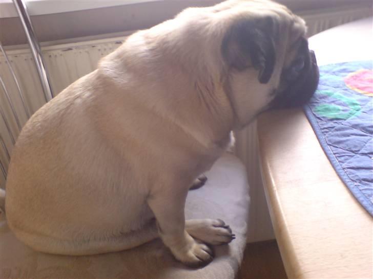 Mops Loui - slapper lige af billede 3