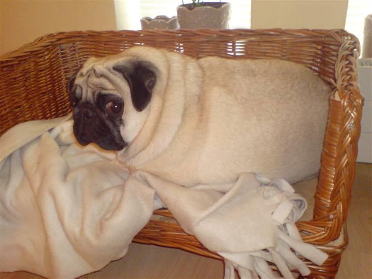 Mops Loui - hvad glor du på? billede 4