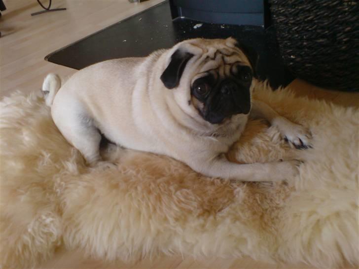 Mops Loui - nøøj se mig billede 5