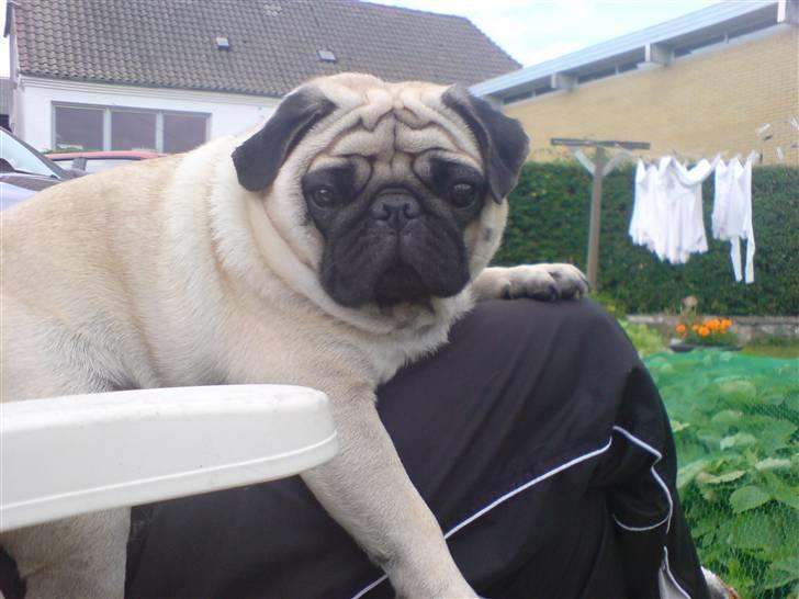 Mops Loui - her ligger jeg jo godt billede 6