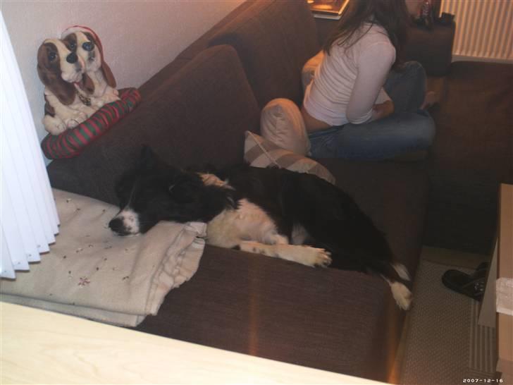 Blanding af racer Tika - Nu er det jul igen, så jeg tager lige en lur på sofaen billede 6