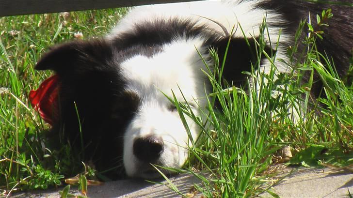 Border collie » Lucky billede 10