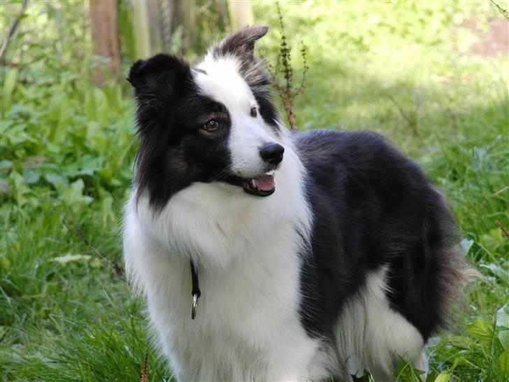 Border collie » Lucky billede 12