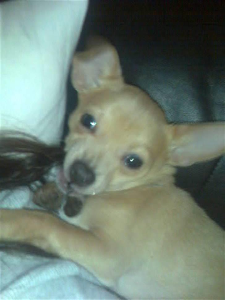 Chihuahua Tonser *HIMMELHUND* - Fanget på fersk gerning igang med min mors hår !! billede 3