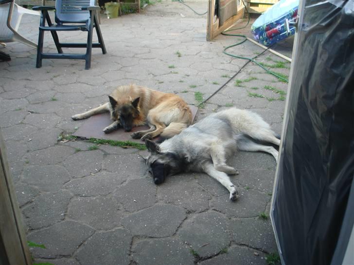 Tervueren Ask A Flame Of Pride - Ligger lige for at kole af i den varme billede 5