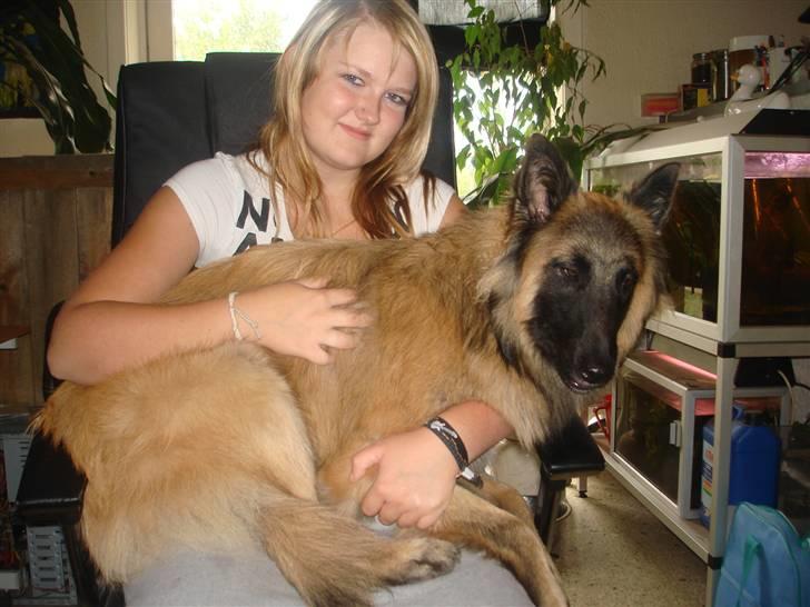 Tervueren Ask A Flame Of Pride - Jeg er bare en rigtig skødehund når jeg får lov billede 6