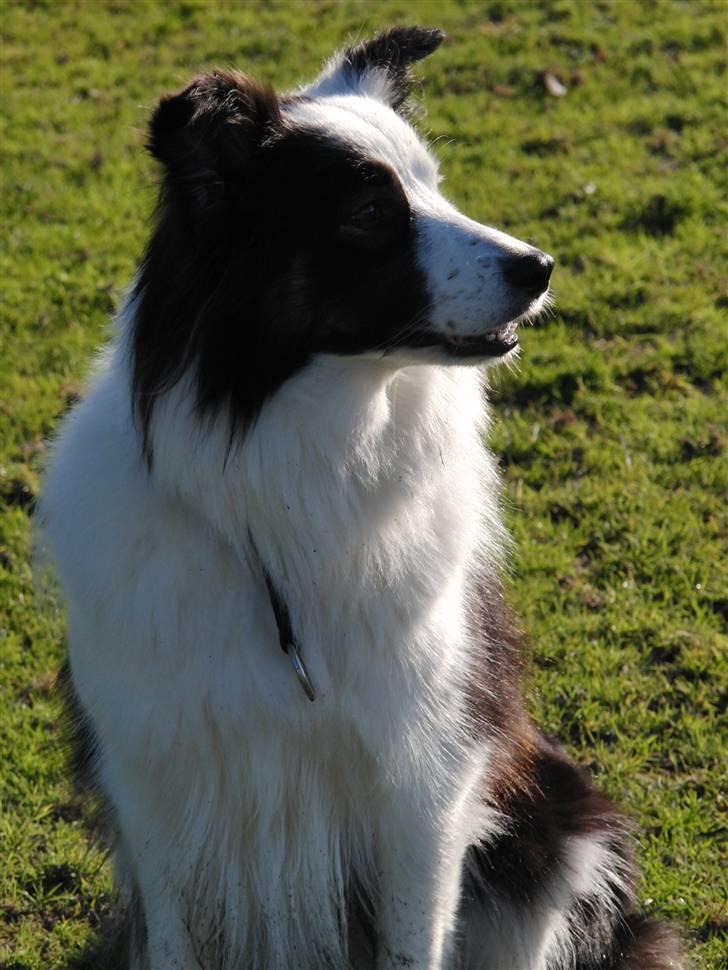 Border collie » Lucky billede 13