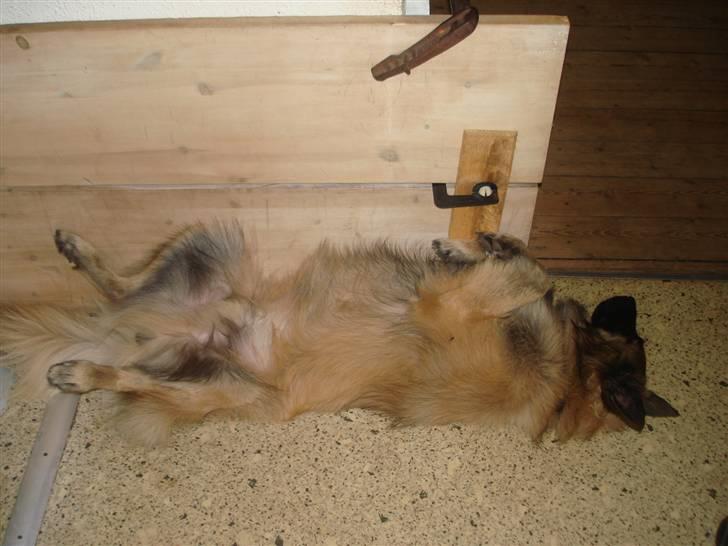 Tervueren Ask A Flame Of Pride - ligger bare så godt her billede 7