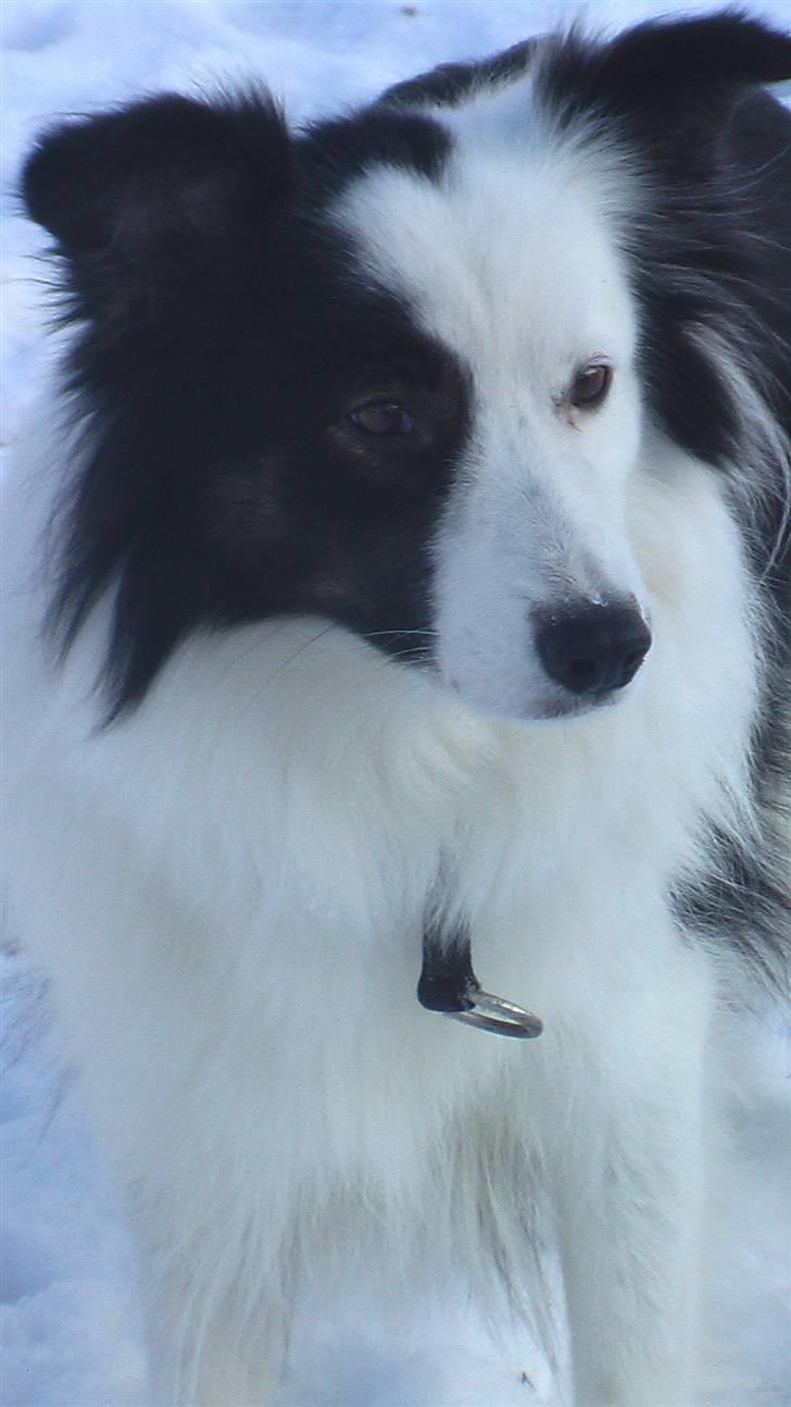 Border collie » Lucky billede 14