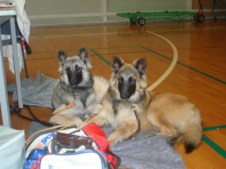 Tervueren Ask A Flame Of Pride - det er min søser og mig som ligger her  billede 8