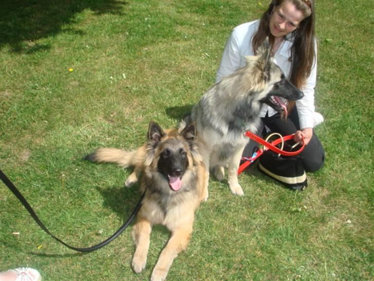 Tervueren Ask A Flame Of Pride - det er også os ligger jeg ikke bare flot. billede 9