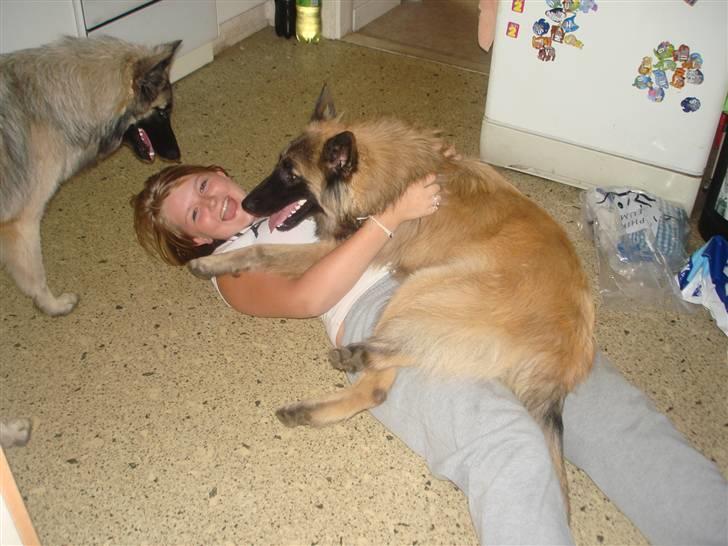 Tervueren Ask A Flame Of Pride - har fundet det beste sted at ligge  billede 11