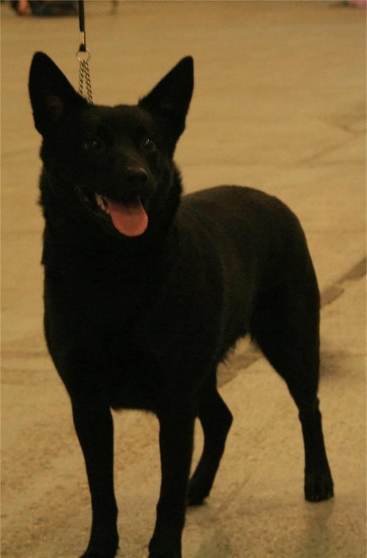 Australsk kelpie Skovfarmen´s Alabama  - udstilling i herning 2007 billede 3