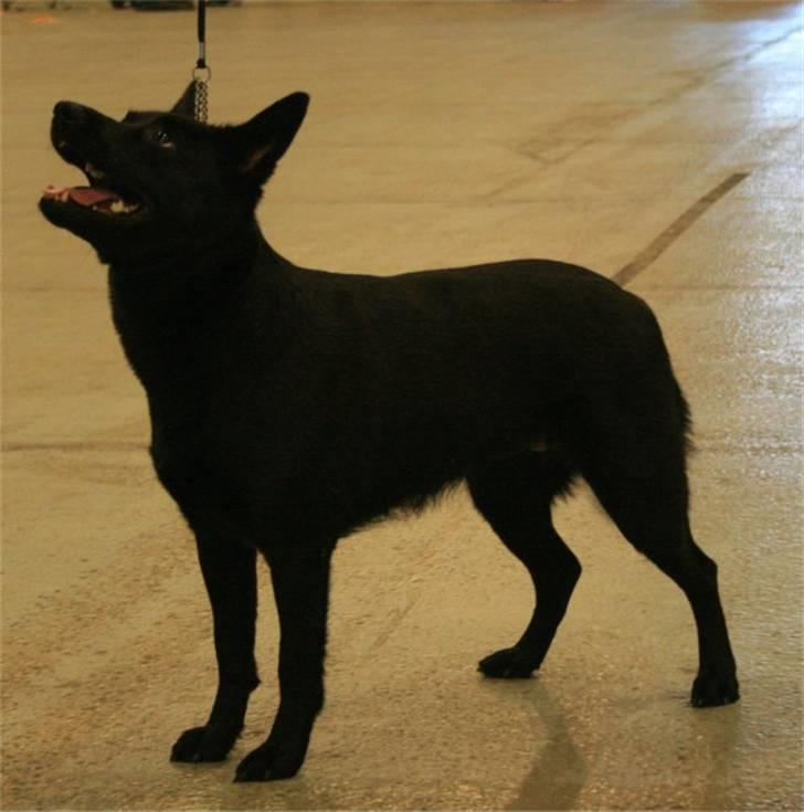 Australsk kelpie Skovfarmen´s Alabama  - udstilling i herning 2007 billede 4