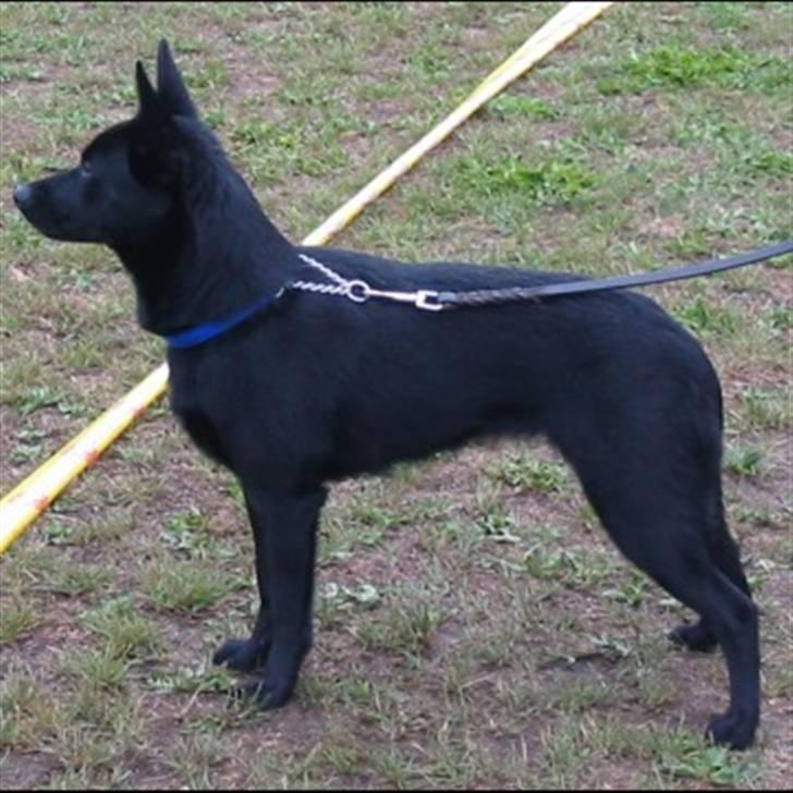 Australsk kelpie Skovfarmen´s Alabama  - udstilling brønby 2006 billede 5