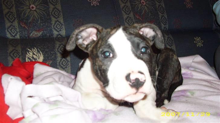 Amerikansk staffordshire terrier Armani - godmorgen armani:D billede 3