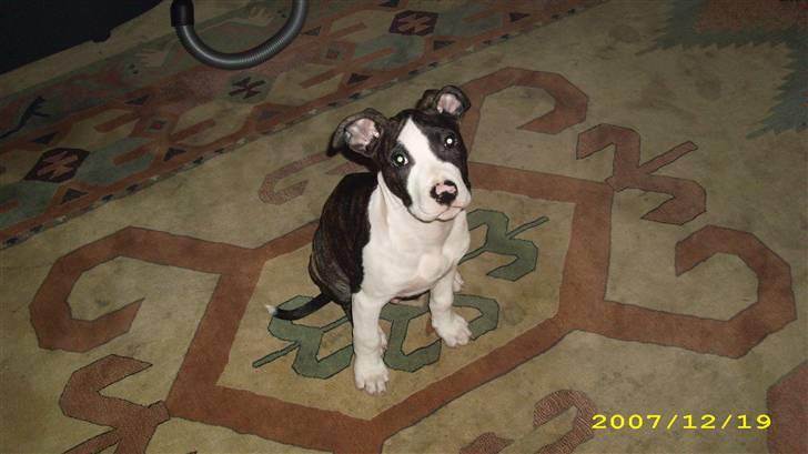 Amerikansk staffordshire terrier Armani - sit armani billede 4