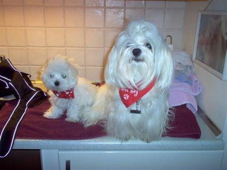 Malteser Donna nu med lille søster - Lukas og Bastian begger donna´s drenge billede 7