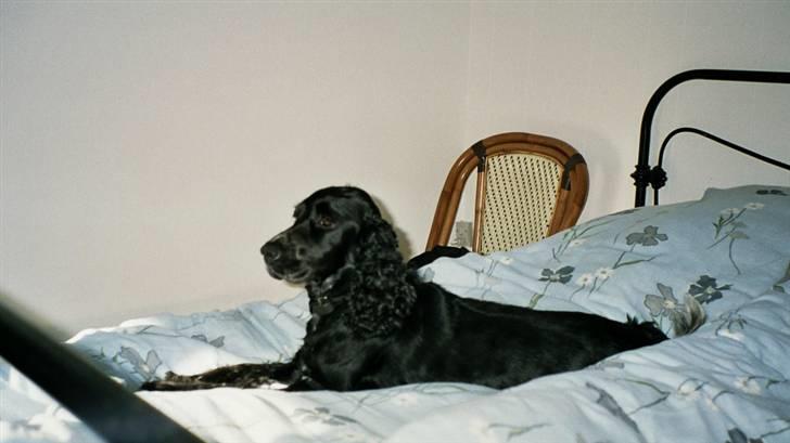 Cocker spaniel Bonnie (død 4 maj 2008)  billede 8