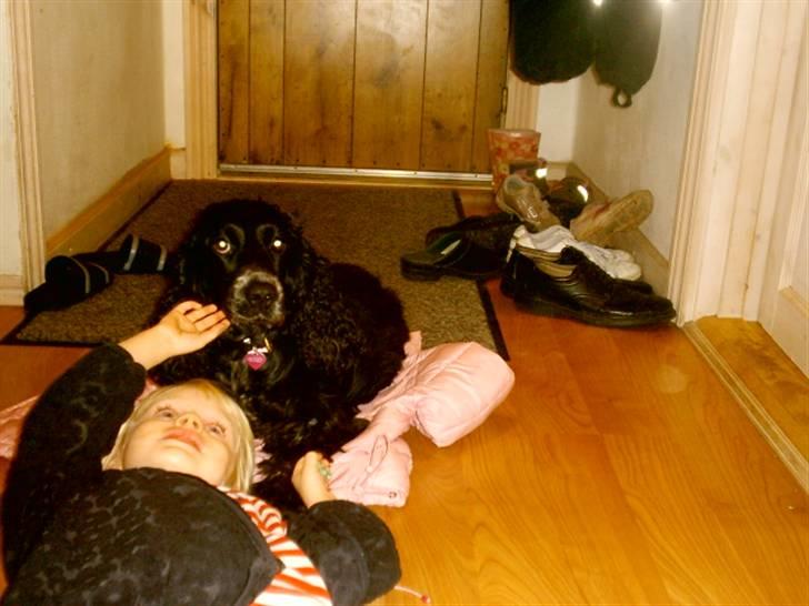 Cocker spaniel Bonnie (død 4 maj 2008)  billede 9