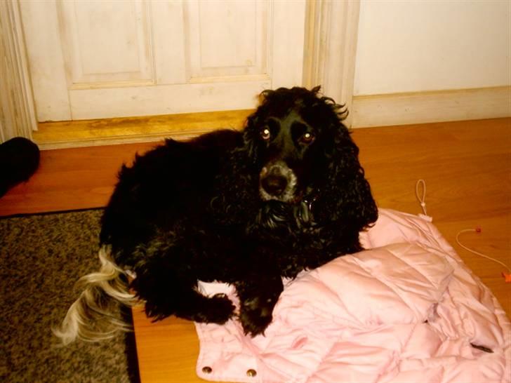 Cocker spaniel Bonnie (død 4 maj 2008)  billede 10