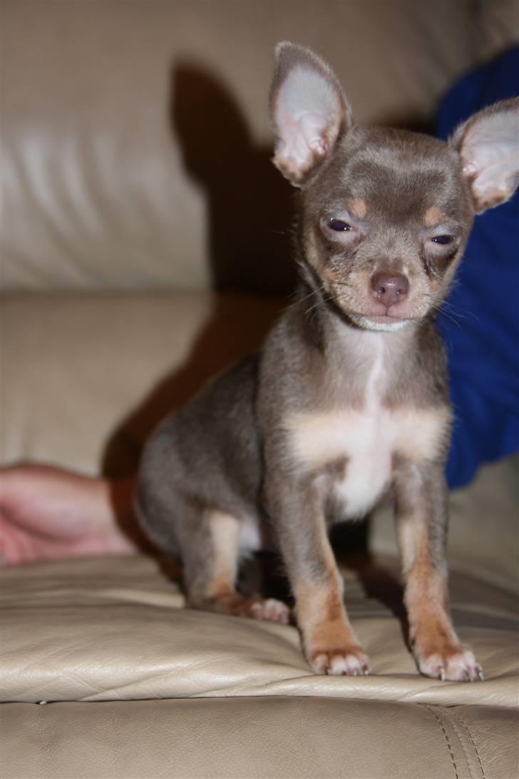 Chihuahua Shelby *03.10.* billede 10