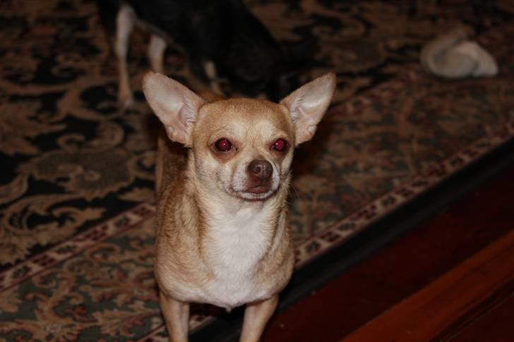 Chihuahua Shelby *03.10.* - Min far Rocko billede 11