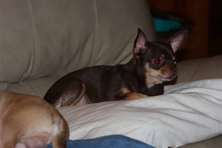Chihuahua Shelby *03.10.* - Min mor dolly billede 12