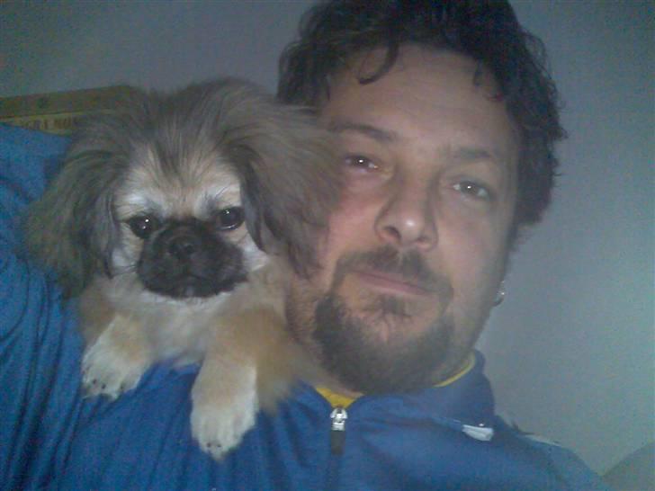 Pekingeser ATOS billede 1