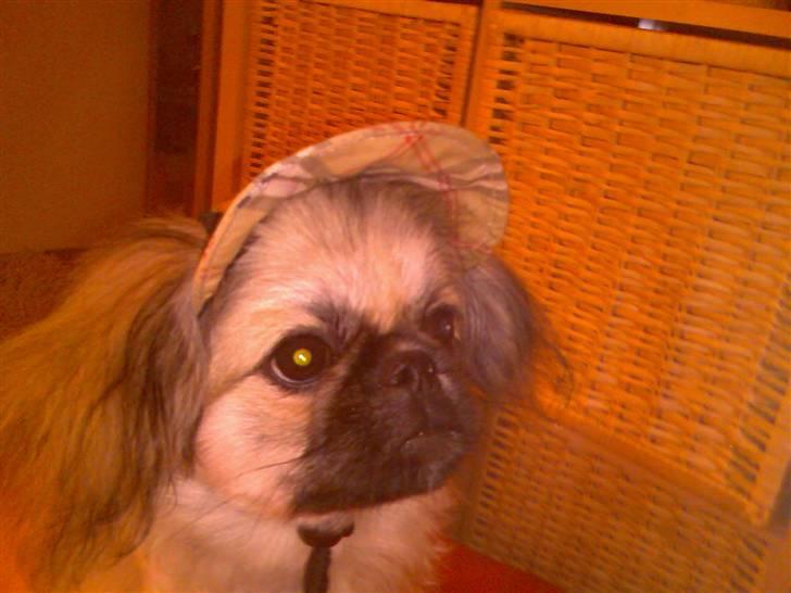 Pekingeser ATOS billede 2