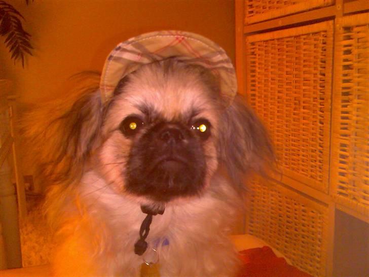 Pekingeser ATOS billede 3