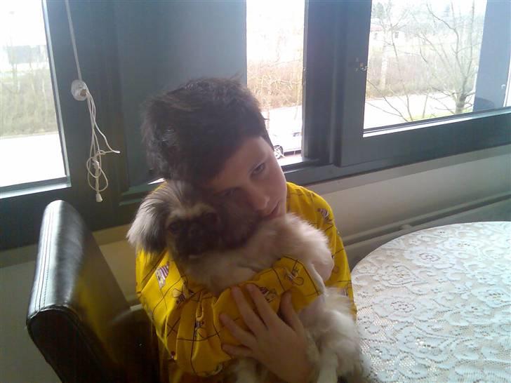 Pekingeser ATOS billede 4