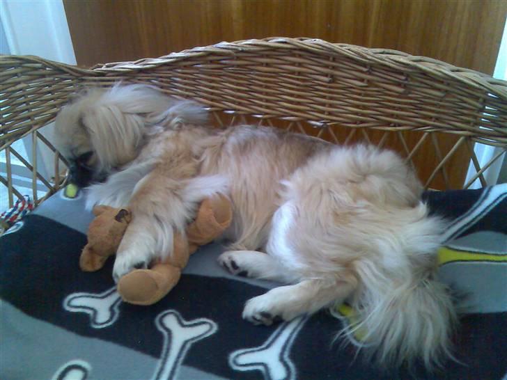 Pekingeser ATOS billede 5