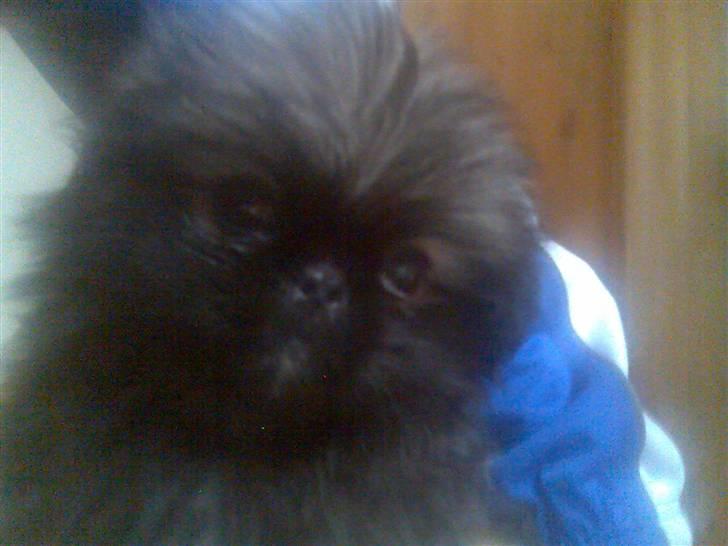 Pekingeser ATOS billede 6