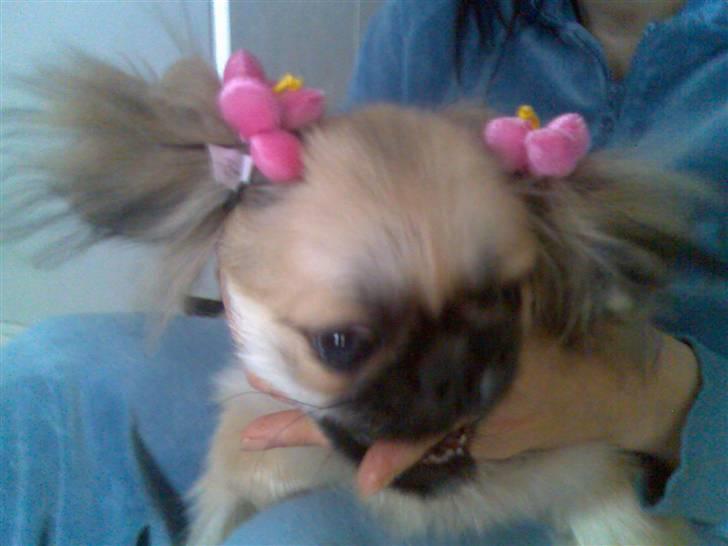Pekingeser ATOS billede 7