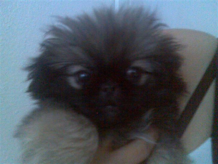 Pekingeser ATOS billede 8