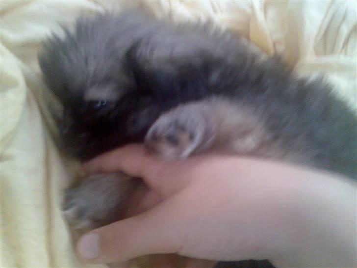 Pekingeser ATOS billede 9