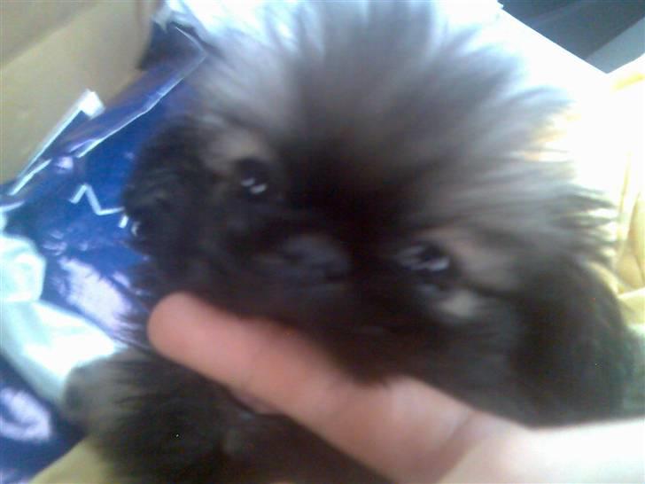 Pekingeser ATOS billede 10