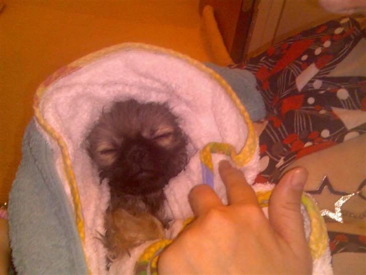 Pekingeser ATOS billede 11