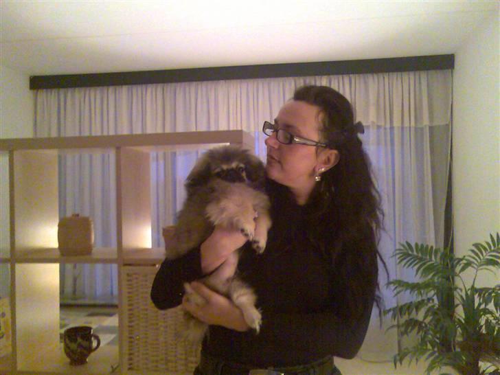Pekingeser ATOS billede 12