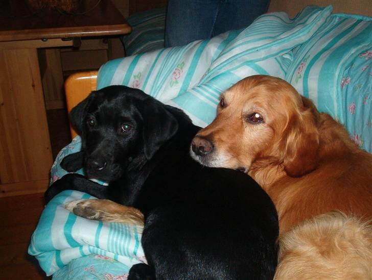 Golden retriever bette pjok (død05) - 3 uger efter vi fik basse billede 3