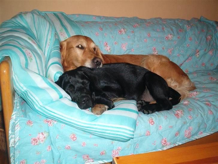Golden retriever bette pjok (død05) - det er om morgen hvor de sov billede 4