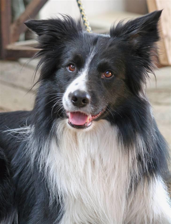 Border collie Barny billede 1