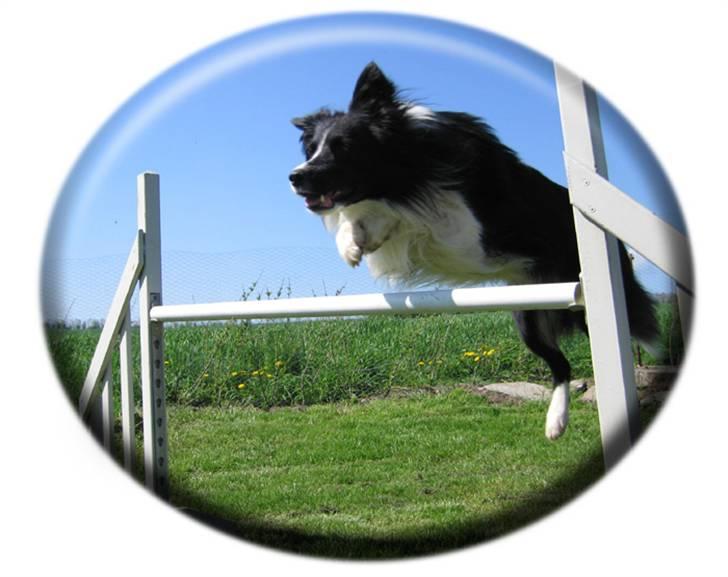 Border collie Barny billede 2