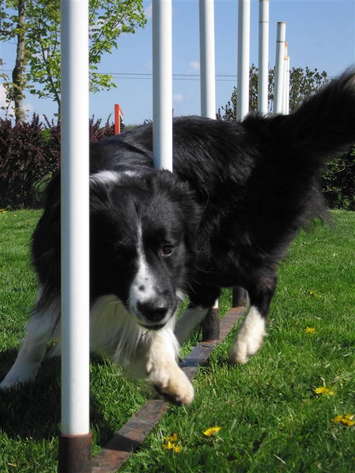 Border collie Barny billede 3