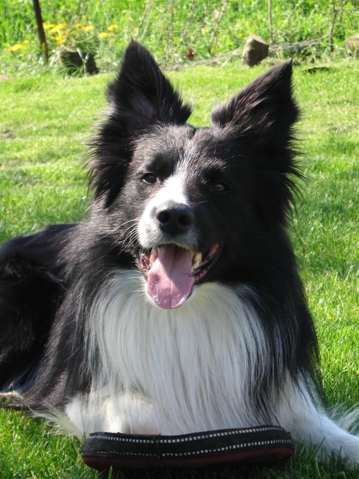 Border collie Barny billede 4