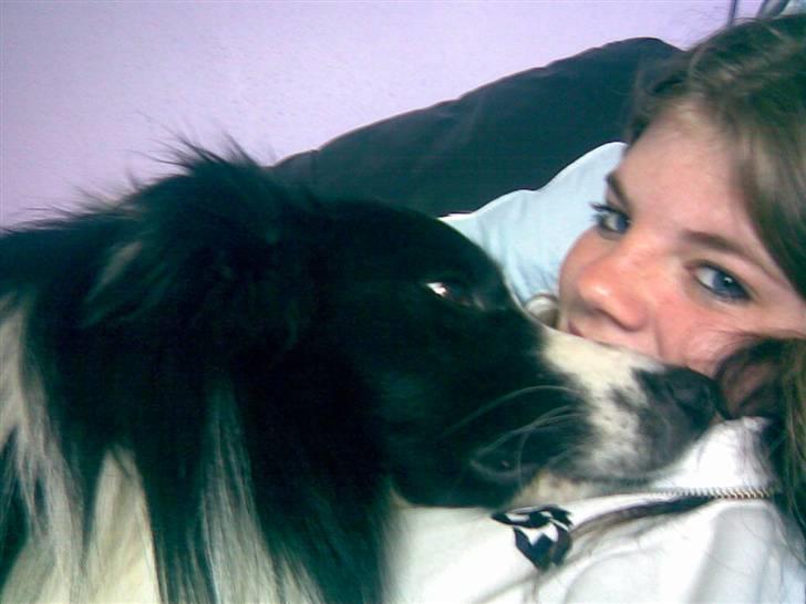 Border collie Barny - Min datter og barny  billede 5