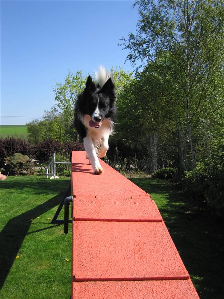 Border collie Barny billede 6